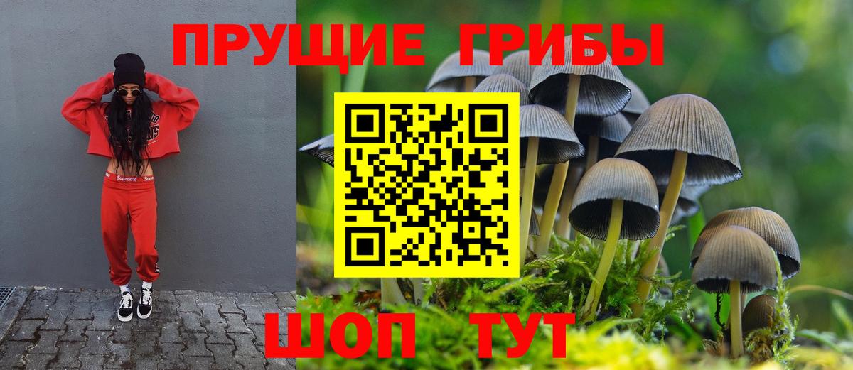 Касимов  Галлюциногенные грибы прущие грибы  Вход с VPN 